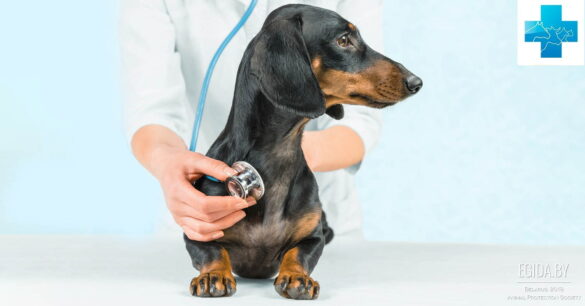 Как распознать и лечить кашель у собаки - причины, симптомы и методы лечения