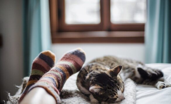 Почему кошка предпочитает спать у ног хозяина
