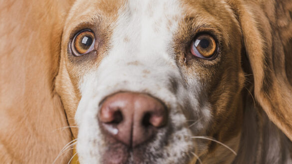 Почему у собаки может быть холодный нос и что это может означать