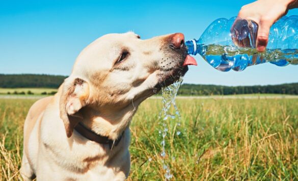 Пожилая собака часто пьет воду - причины и рекомендации