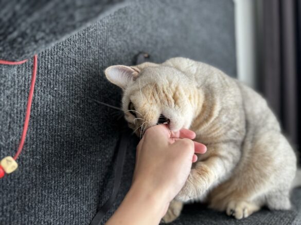 Причины, по которым кошка может кусать ноги