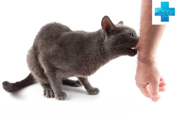 Признаки бешенства у кота - как их распознать